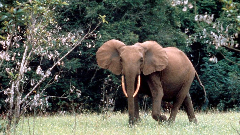 Afrikan metsänorsu, WWF