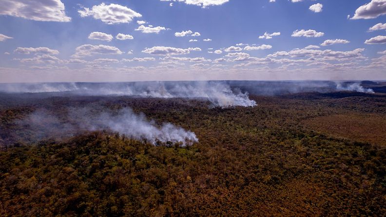 Amazonin sademetsä, WWF