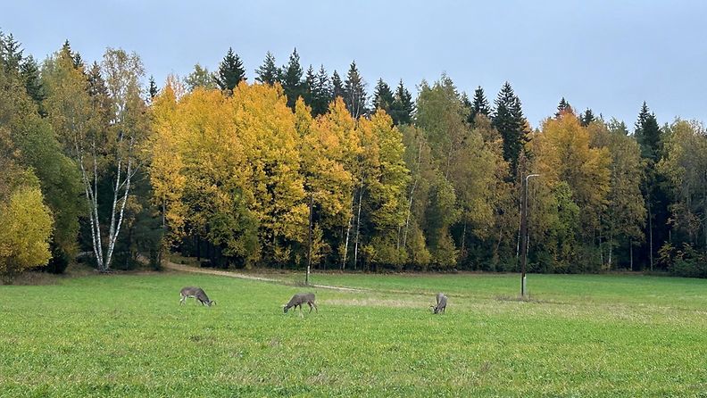 Ruska, pelto, kauriit