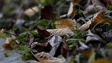 LK 27.10.2024 Kuuraisia puusta pudonneita lehtiä maassa Helsingissä tiistaiaamuna 19. lokakuuta 2021.