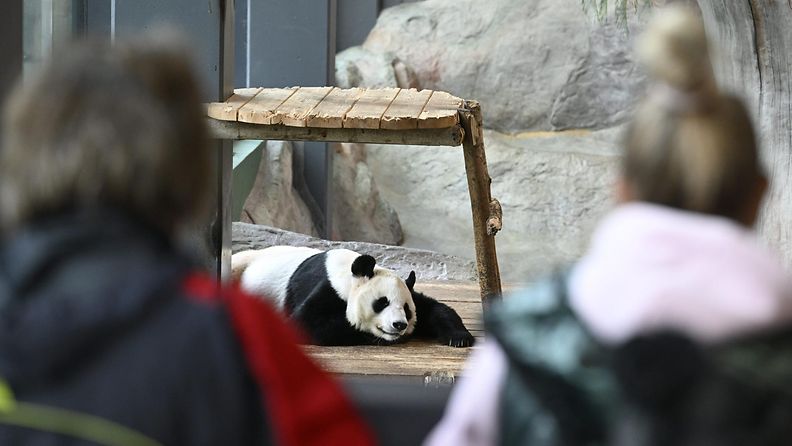 LK 0111 Pandat Ähtärin eläinpuistossa