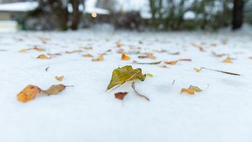 AOP lumi lehdet syksy