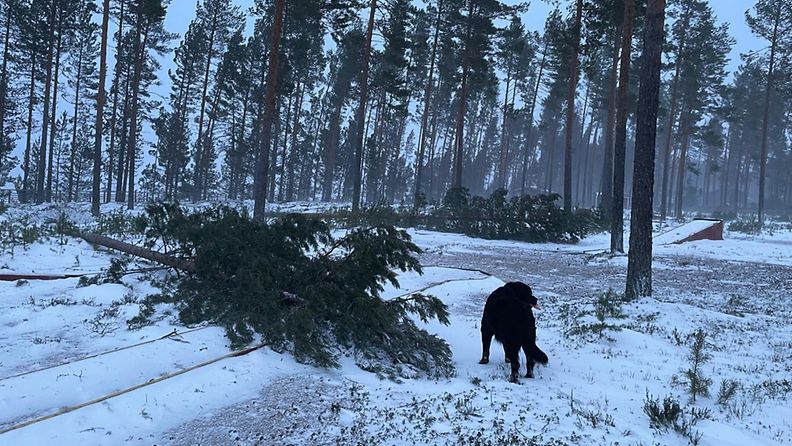 Jari-myrsky on katkonut Jouni Sipilän mökkipaikalla Vaalassa Pohjois-Pohjanmaalla kymmeniä puita. Kuvassa myrskytuhoja ihmettelee Rommi-koira.