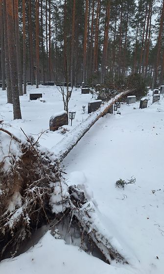 Puita kaatui Säräisniemen hautausmaalla Vaalassa 2.