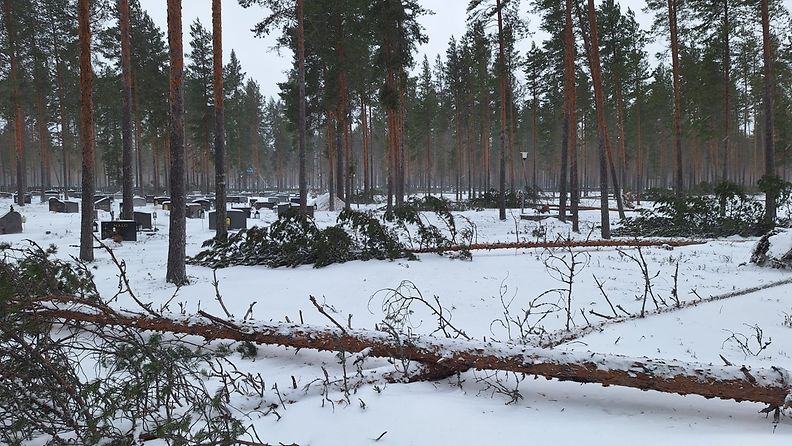 Puita kaatui Säräisniemen hautausmaalla Vaalassa 3.