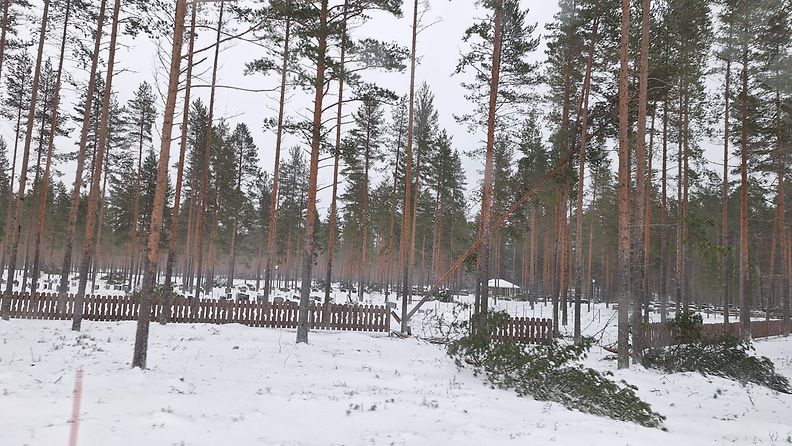 Puita kaatui Säräisniemen hautausmaalla Vaalassa 4.