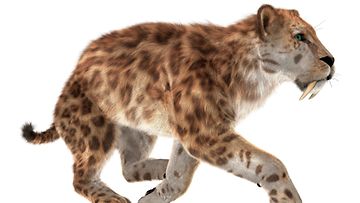 AOP Piirretty smilodon eli sapelihammaskissa.