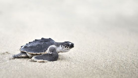 Vasta kuoriutunut kilpikonnan poikanen pyristelee kohti merta.
