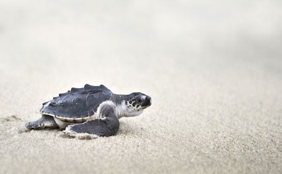 Vasta kuoriutunut kilpikonnan poikanen pyristelee kohti merta.