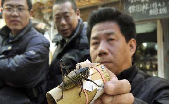 Kiinalaiset miehet ostamassa heinäsirkkoja.